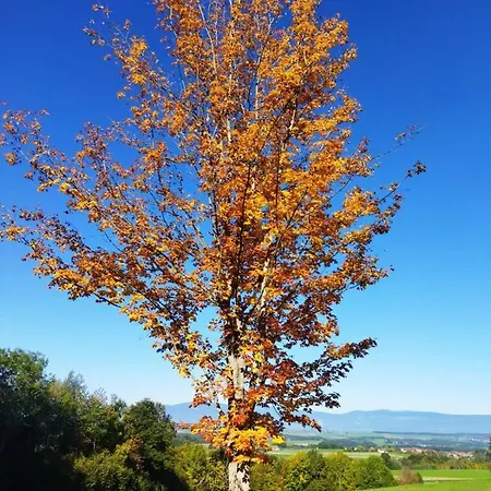 L'essentiel * Montilliez